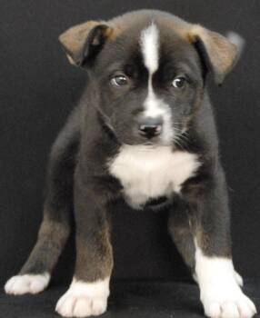 Husky Dogs Available for Adoption in Newland, North Carolina - Brimstone | PetCurious
