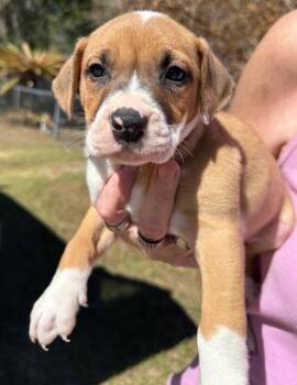 Labrador Retriever and Mixed Breed Dogs Available for Adoption - Rex - P | PetCurious