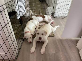 Cattle Dog Dogs Available for Adoption in Fort Lupton, Colorado - Earl Of Lemongrab | PetCurious