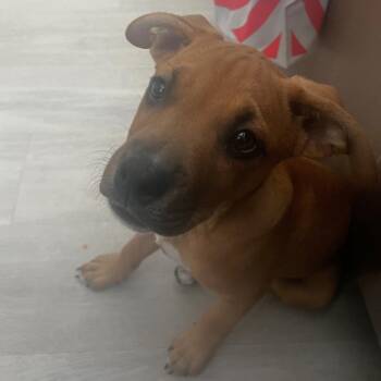 Mixed Breed Dogs Available for Adoption - Torrie FOSTER OR ADOPTER NEEDED | PetCurious