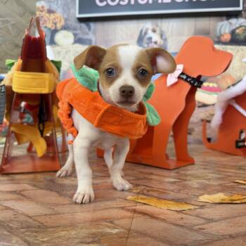 Chase -  Chihuahua Dog for Adoption in Atlanta, Georgia - Chase | PetCurious