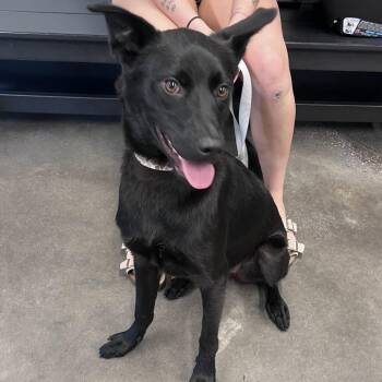 Draco 2 -  Labrador Retriever and Mixed Breed Dog for Adoption in Tampa, Florida - Draco 2 | PetCurious