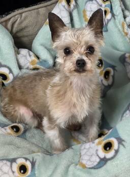 Nico -  Yorkshire Terrier Dog for Adoption in Momence, Illinois - Nico | PetCurious