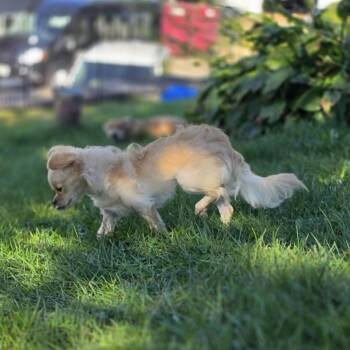 Velma -  Chihuahua and Mixed Breed Dog for Adoption in Alma, Wisconsin - Velma | PetCurious
