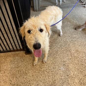 Standard Poodle and Mixed Breed Dogs Available for Adoption in Brownsboro, Alabama - Shelby | PetCurious