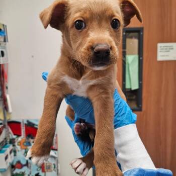 Shepherd Dogs Available for Adoption in Edinburg, Texas - Sandy | PetCurious