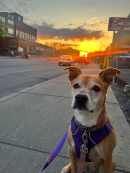 Rescue Mixed Breed Dogs for Adoption in Mount Royal, Quebec - Bella | PetCurious