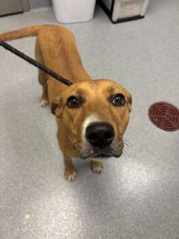 CHICKEN -  Labrador Retriever and Mixed Breed Dog for Adoption in Indianapolis, Indiana - CHICKEN | PetCurious