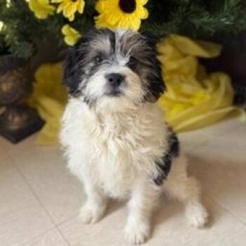 Terrier and Shih Tzu Dogs Available for Adoption in Greensburg, Pennsylvania - Marty | PetCurious