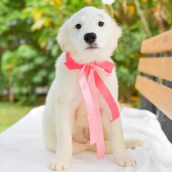 Mixed Breed Dogs Available for Adoption in Kailua-kona, Hawaii - Squishmallow | PetCurious
