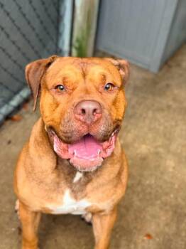 Pamplemousse -  American Bulldog Dog for Adoption in Chicago, Illinois - Pamplemousse | PetCurious