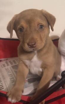 Labrador Retriever and Australian Shepherd Dogs Available for Adoption in Pottstown, Pennsylvania - Charlie Brown | PetCurious
