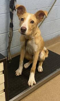Frizz -  Mixed Breed Dog for Adoption in Chamblee, Georgia - Frizz | PetCurious