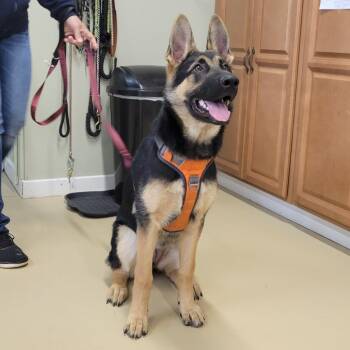 Raven (26-170) -  German Shepherd Dog Dog for Adoption in New Ringgold, Pennsylvania - Raven (26-170) | PetCurious