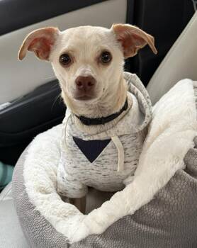 Chihuahua Dogs Available for Adoption - Storm | PetCurious