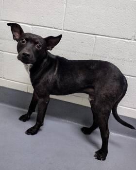 Rescue Terrier Dogs for Adoption in Hilton Head Island, South Carolina - Blaze | PetCurious