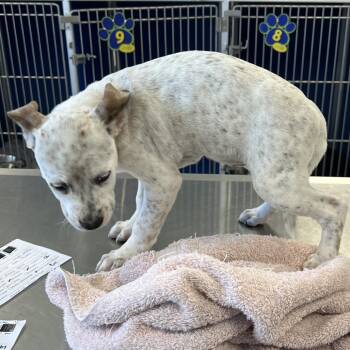 Medusa -  Mixed Breed Dog for Adoption in Las Cruces, New Mexico - Medusa | PetCurious