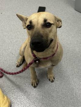 Carolina Dog Dogs Available for Adoption in Ocala, Florida - SANSA | PetCurious