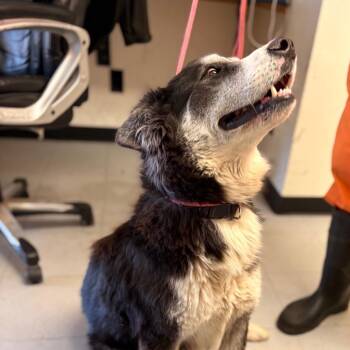 Cattle Dog Dogs Available for Adoption - (COD) Selleck | PetCurious