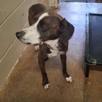 Mountain Cur Dogs Available for Adoption in Wilmington, Delaware - Clara | PetCurious