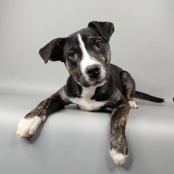 Mixed Breed Dogs Available for Adoption - Blade | PetCurious