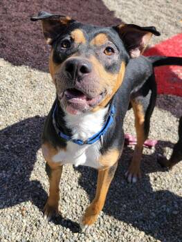 Rescue Pit Bull Terrier Dogs for Adoption in Hornell, New York - Remi | PetCurious