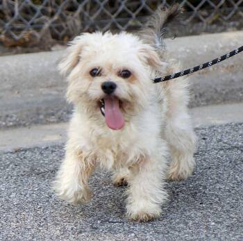 Reggie (AO37505) -  Shih Tzu Dog for Adoption in Kansas City, Kansas - Reggie (AO37505) | PetCurious