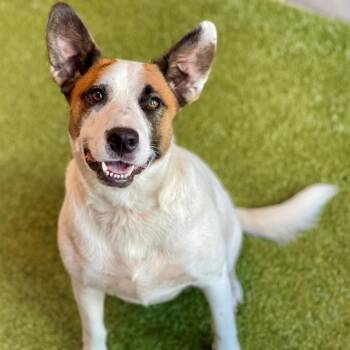DAKOTA -  Mixed Breed Dog for Adoption in Edmond, Oklahoma - DAKOTA | PetCurious