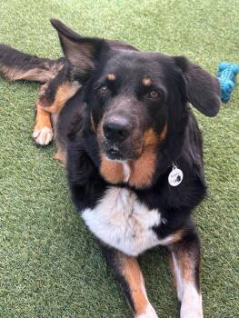 Britches - By Appointment Only -  Australian Shepherd Dog for Adoption in Phoenix, Arizona - Britches - By Appointment Only | PetCurious