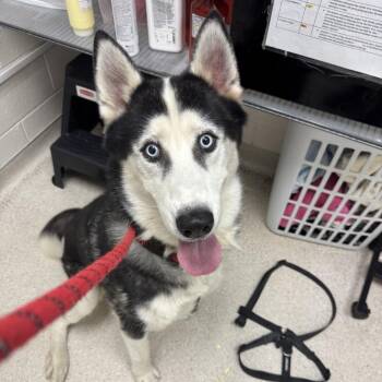 Malakai -  Siberian Husky Dog for Adoption in Murray, Utah - Malakai | PetCurious