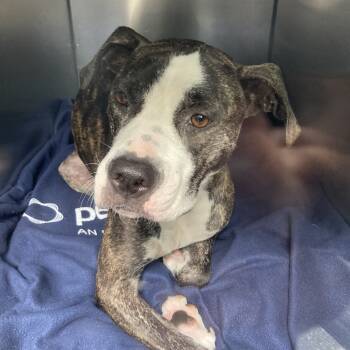 Rescue Mixed Breed Dogs for Adoption in Philadelphia, Pennsylvania - Moon Pie | PetCurious