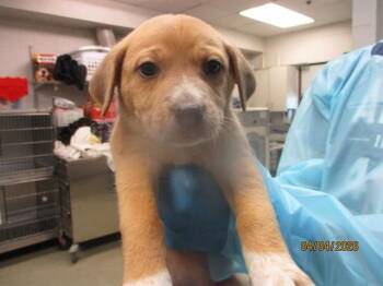 Pit Bull Terrier and Mixed Breed Dogs Available for Adoption in Oklahoma City, Oklahoma - A472234 | PetCurious