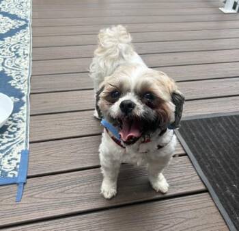 JUJU -  Shih Tzu and Bichon Frise Dog for Adoption in Eden Prairie, Minnesota - JUJU | PetCurious