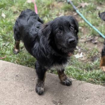 Jenu -  Corgi and Australian Shepherd Dog for Adoption - Jenu | PetCurious