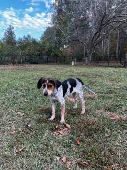 Rescue Treeing Walker Coonhound Dogs for Adoption in Charlotte, North Carolina - Blue | PetCurious
