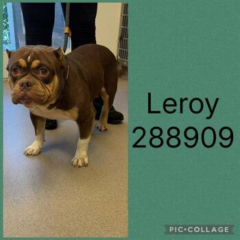 LEROY -  Mixed Breed Dog for Adoption in Macon, Georgia - LEROY | PetCurious