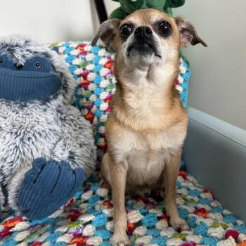 Chihuahua Dogs Available for Adoption in Lyndhurst, Virginia - Bandito | PetCurious