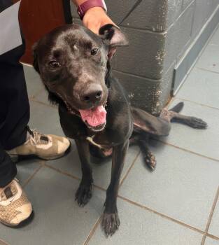 Daffodil -  Mixed Breed Dog for Adoption in Nashville, Tennessee - Daffodil | PetCurious