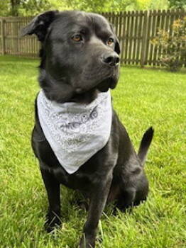 Rescue Labrador Retriever Dogs for Adoption in St. Louis, Missouri - Lennox | PetCurious