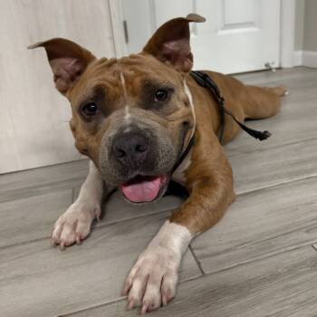 Rescue Mixed Breed Dogs for Adoption in Jupiter, Florida - Shorty | PetCurious