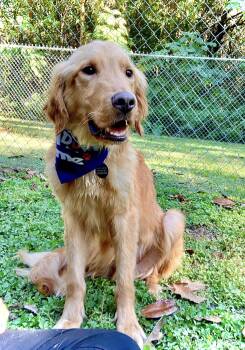 Rescue Retriever Dogs for Adoption in Baton Rouge, Louisiana - Myles | PetCurious