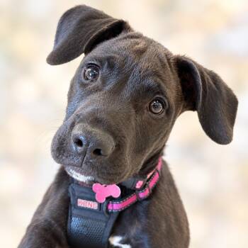 Dolly -  Pit Bull Terrier and Mixed Breed Dog for Adoption in Shakopee, Minnesota - Dolly | PetCurious