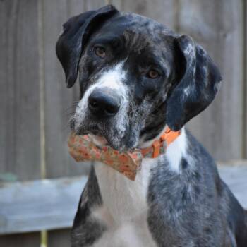 Rescue Great Dane Dogs for Adoption in Indianapolis, Indiana - Ana | PetCurious