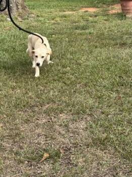 26-621 -  Labrador Retriever and Chihuahua Dog for Adoption in Barnesville, Georgia - 26-621 | PetCurious