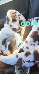 Odin -  Boxer Dog for Adoption in Council Bluffs, Iowa - Odin | PetCurious