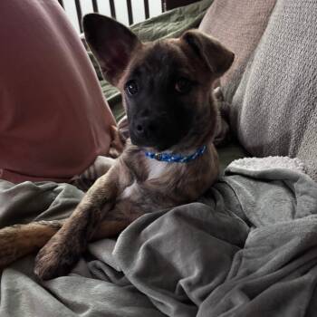 Terrier Dogs Available for Adoption - Tony | PetCurious