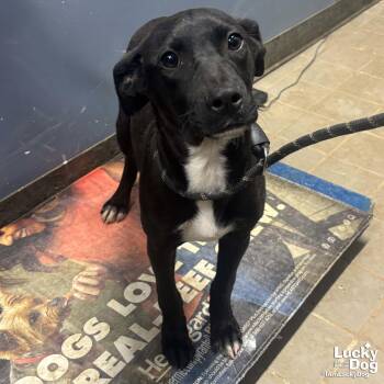 Labrador Retriever and Retriever Dogs Available for Adoption in Washington, District Of Columbia - Analyst | PetCurious