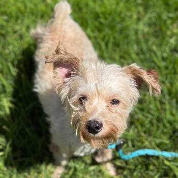 Pelu -  Maltese Dog for Adoption in Goleta, California - Pelu | PetCurious