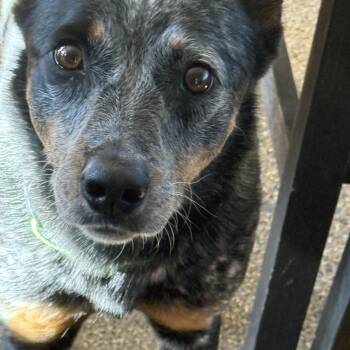 Australian Cattle Dog Blue Heeler Dogs Available for Adoption - Penny | PetCurious