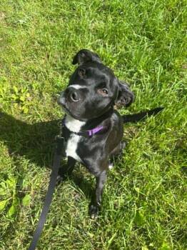 Doc - Pending Adoption -  Labrador Retriever Dog for Adoption in Grand Rapids, Michigan - Doc - Pending Adoption | PetCurious